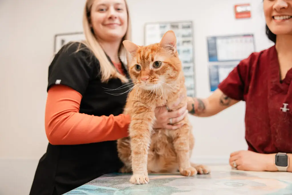 An orange tabby sits on an exam table at Buckeystown Veterinary Hospital