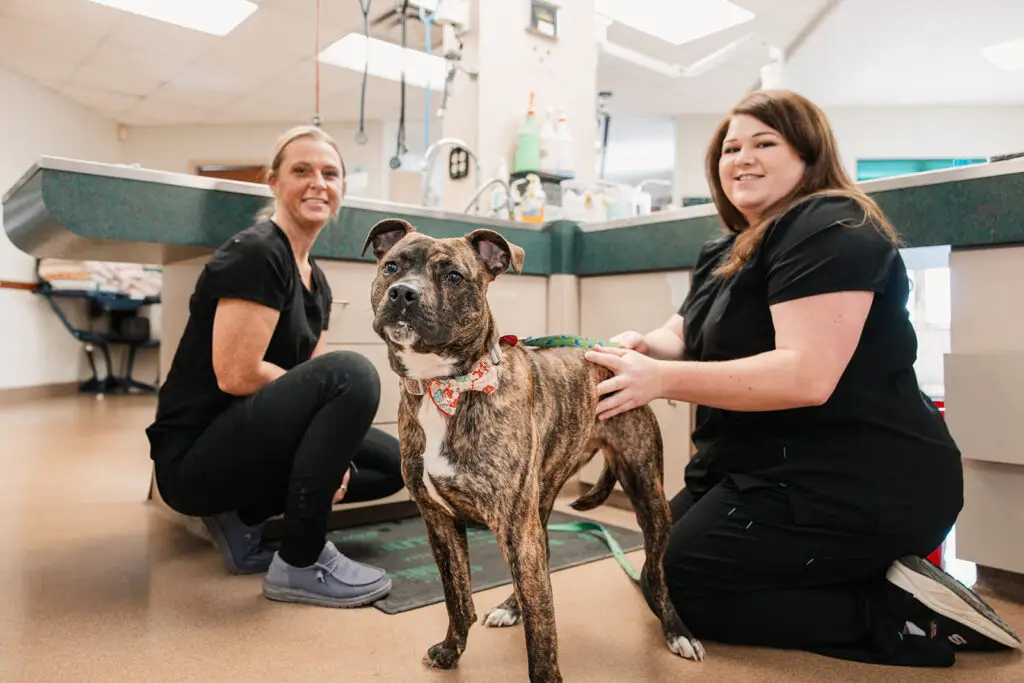 Veterinary staff crouch on the floor next to a brindle coated dog in Buckeystown Veterinary Hospital.