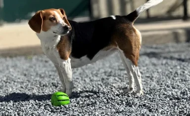 Buckeystown-Vet-dog-with-ball-narrow