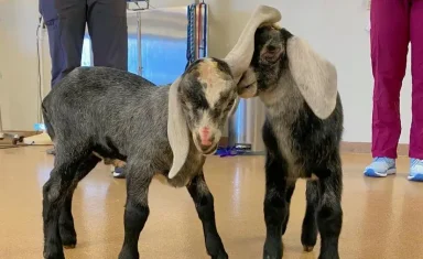 Buckeystown-Vet-goats