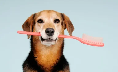 dog-toothbrush