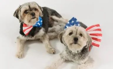 dogs-on-4th-of-July
