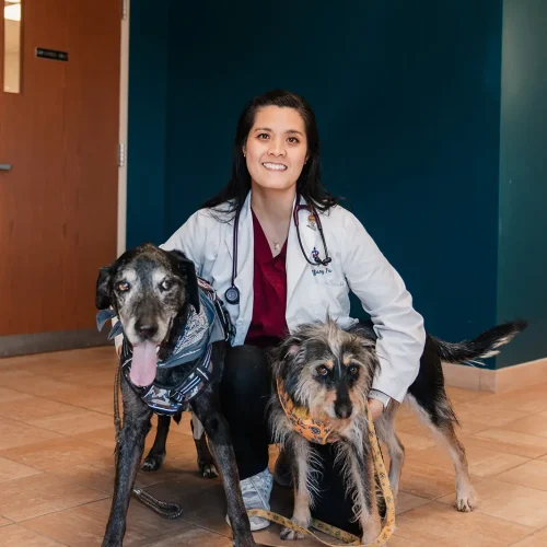 Dr. Tiffany Fu of Buckeystown Veterinary Hospital