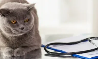 grey-cat-vet