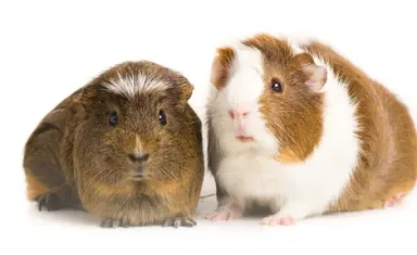 guinea-pigs-sm
